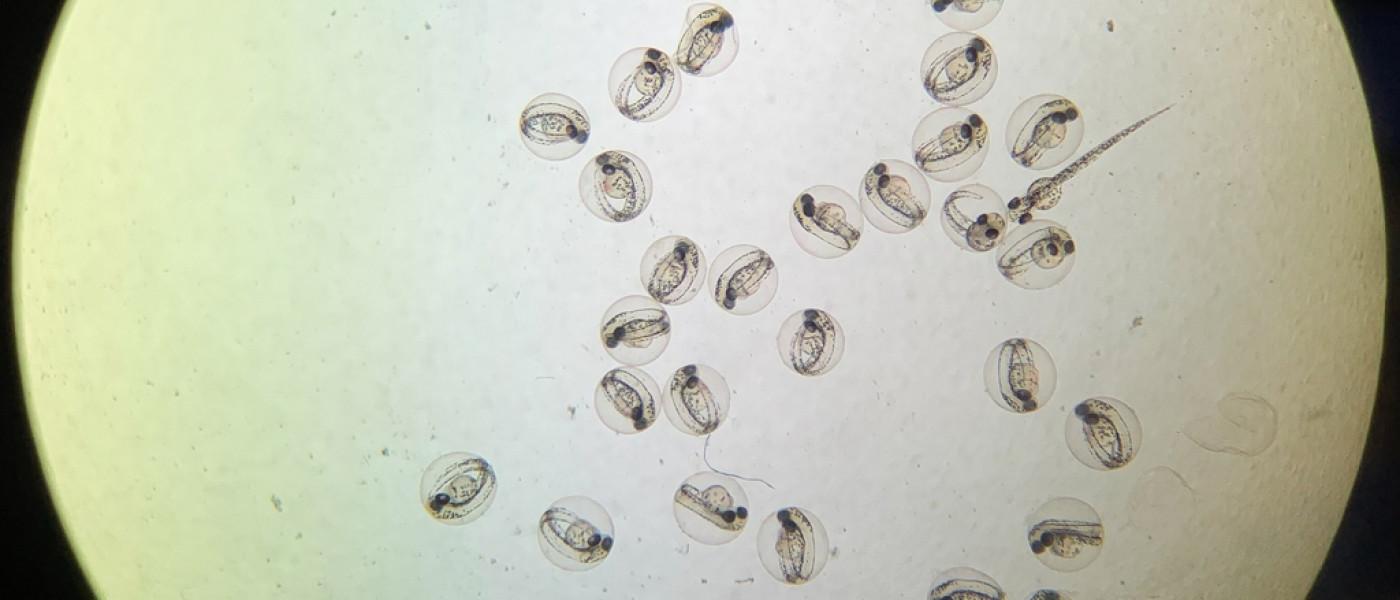 显微镜下的一组斑马鱼卵