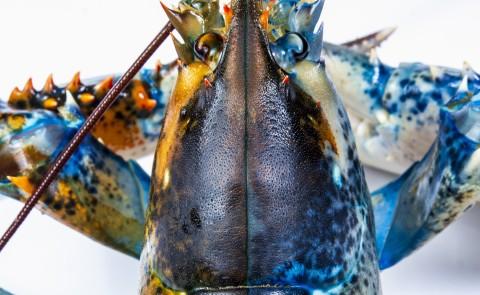 Photo of a blue and brown split-colored lobster